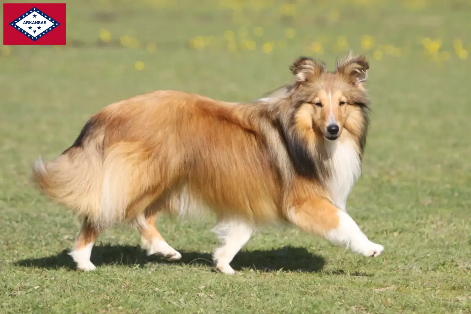Sheltie puppies and breeders Arkansas Find Shelties breeders in Arkansas here.