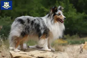 Read more about the article Sheltie breeders and puppies in Connecticut