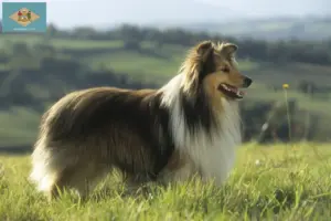 Read more about the article Sheltie breeders and puppies in Delaware