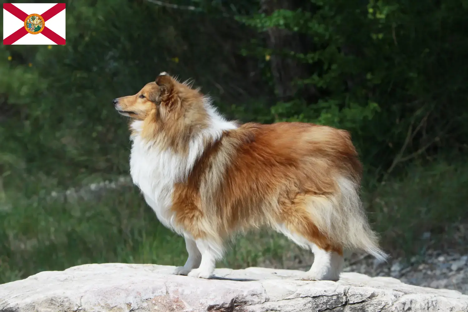 Sheltie puppies and breeders Florida Find Shelties breeders in Florida here.