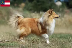 Read more about the article Sheltie breeders and puppies in Georgia