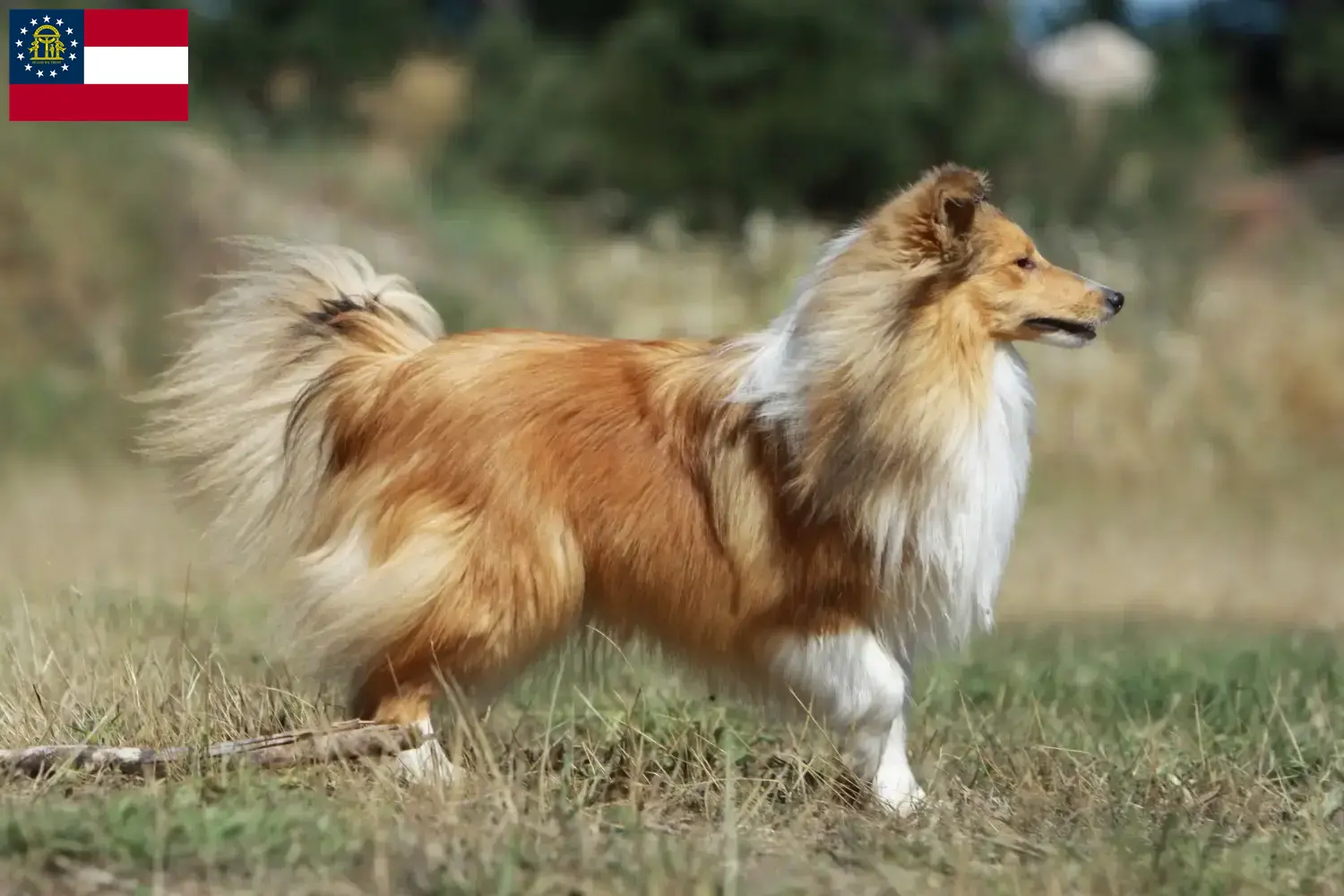 Sheltie puppies and breeders Georgia Find Shelties breeders in Georgia here.