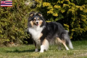 Read more about the article Sheltie breeders and puppies in Hawaii