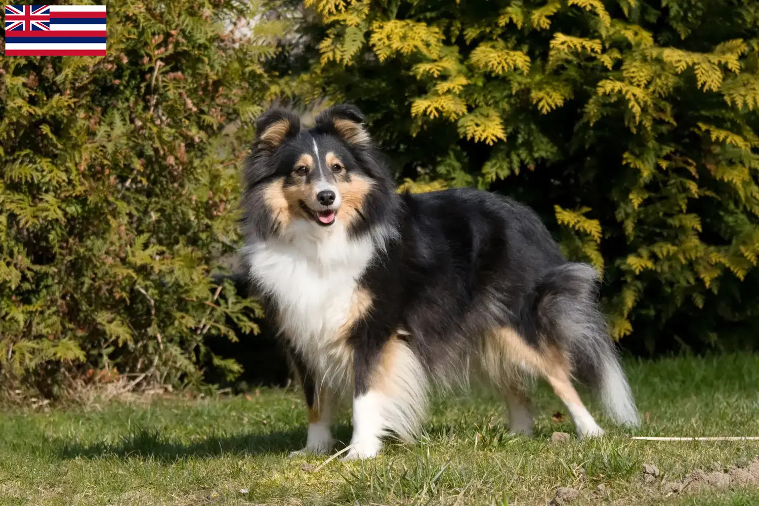 Sheltie puppies and breeders Hawaii Find Shelties breeders in Hawaii here.