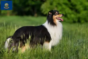 Read more about the article Sheltie breeders and puppies in Idaho
