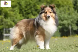 Read more about the article Sheltie breeders and puppies in Illinois