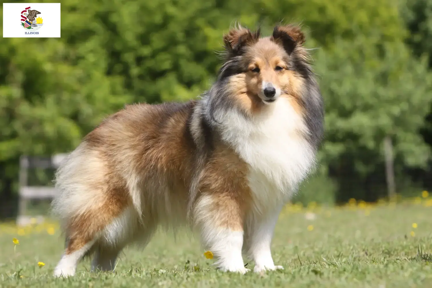 Sheltie puppies and breeders Illinois Find Shelties breeders in Illinois here.