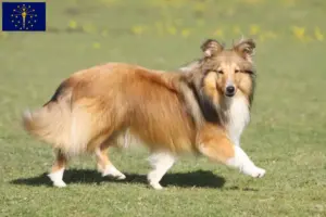 Read more about the article Sheltie breeders and puppies in Indiana