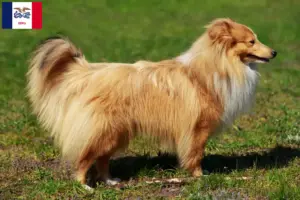 Read more about the article Sheltie breeders and puppies in Iowa