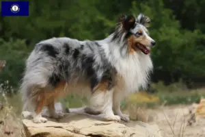 Read more about the article Sheltie breeders and puppies in Kentucky