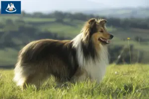 Read more about the article Sheltie breeders and puppies in Louisiana