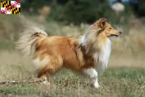 Read more about the article Sheltie breeders and puppies in Maryland