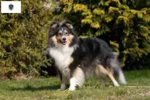 Read more about the article Sheltie breeders and puppies in Massachusetts