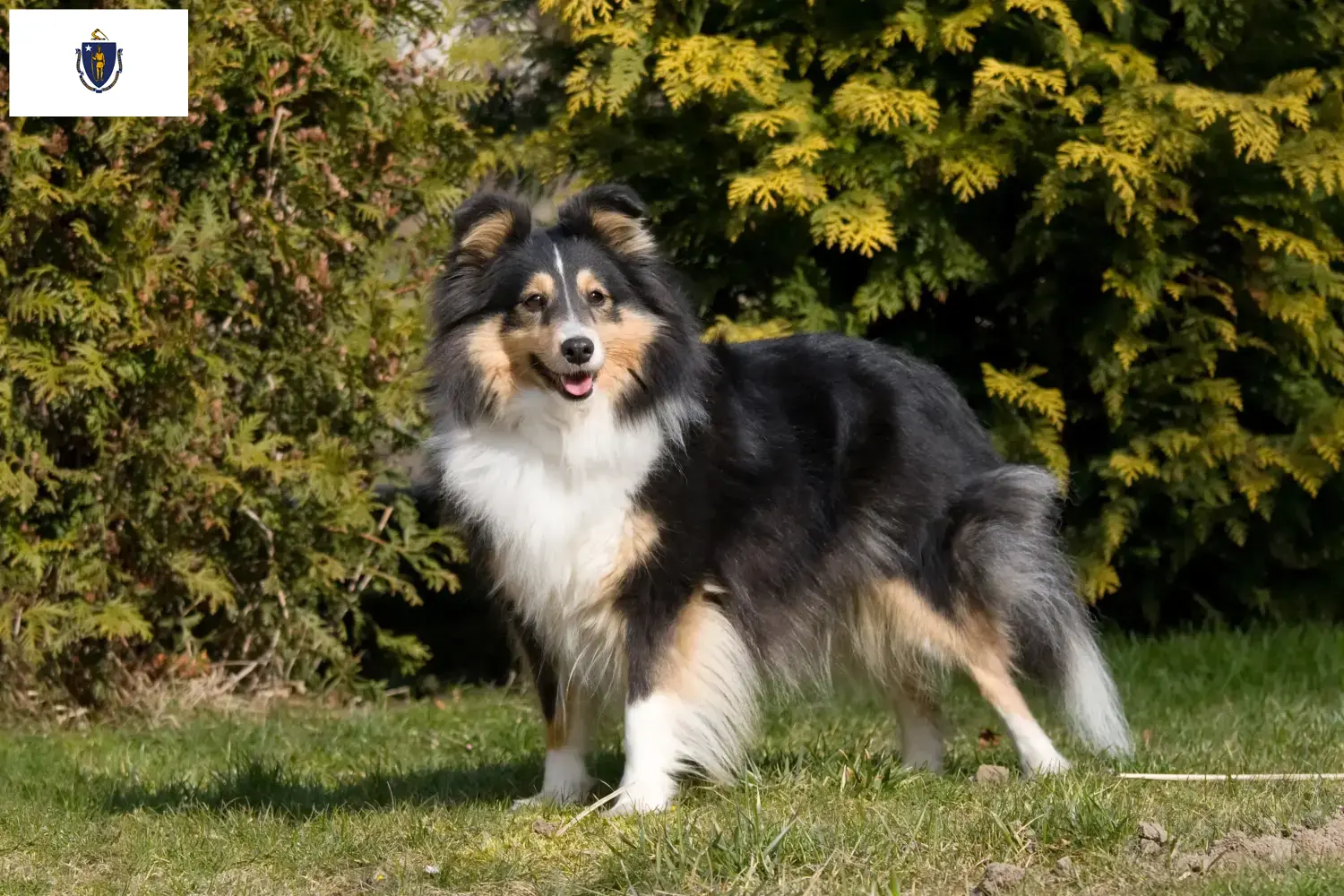 Sheltie puppies and breeders Massachusetts Find Shelties breeders in Massachusetts here.