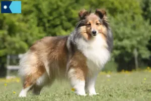 Read more about the article Sheltie breeders and puppies in Minnesota