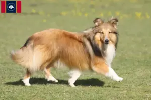Read more about the article Sheltie breeders and puppies in Mississippi