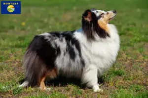 Read more about the article Sheltie breeders and puppies in Montana