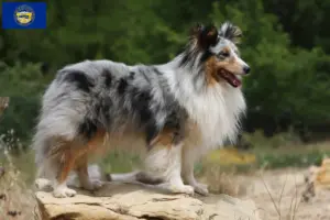 Read more about the article Sheltie breeders and puppies in Nebraska