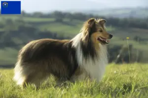 Read more about the article Sheltie breeders and puppies in Nevada