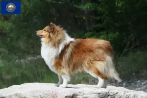 Read more about the article Sheltie breeders and puppies in New Hampshire