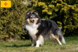 Read more about the article Sheltie breeders and puppies in New Mexico