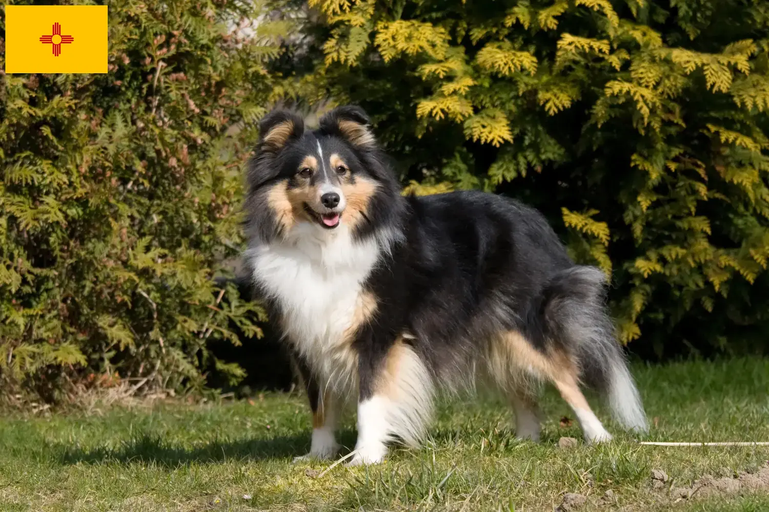 Sheltie puppies and breeders New Mexico Find Shelties breeders in New Mexico.