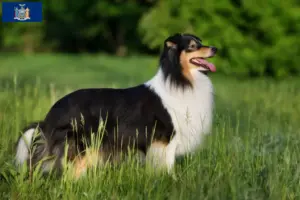 Read more about the article Sheltie breeders and puppies in New York