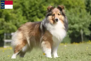 Read more about the article Sheltie breeders and puppies in North Carolina