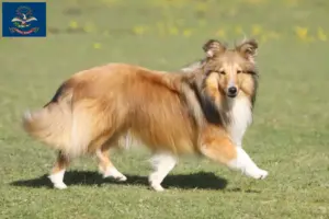 Read more about the article Sheltie breeders and puppies in North Dakota