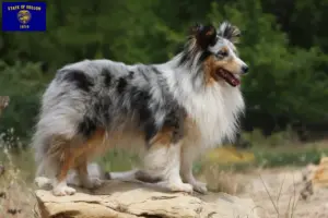 Read more about the article Sheltie breeders and puppies in Oregon