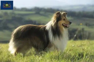 Read more about the article Sheltie breeders and puppies in Pennsylvania