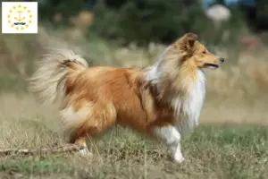 Read more about the article Sheltie breeders and puppies in Rhode Island