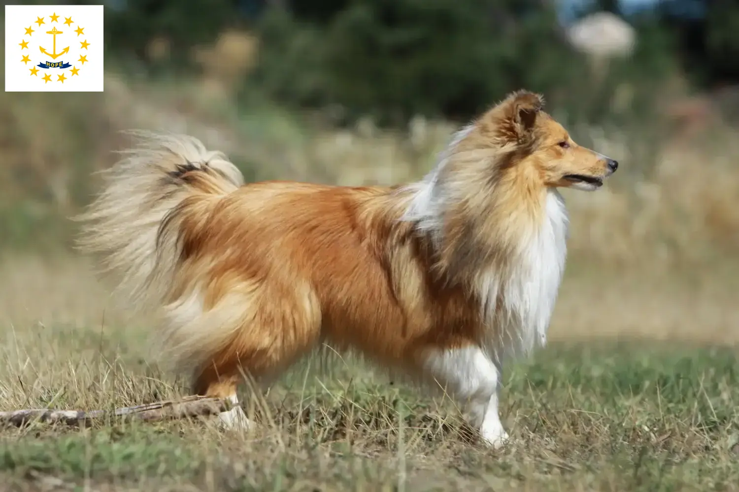 Sheltie puppies and breeders Rhode Island Find Shelties breeders in Rhode Island here.