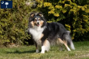 Read more about the article Sheltie breeders and puppies in South Carolina