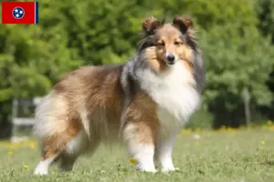 Read more about the article Sheltie breeders and puppies in Tennessee