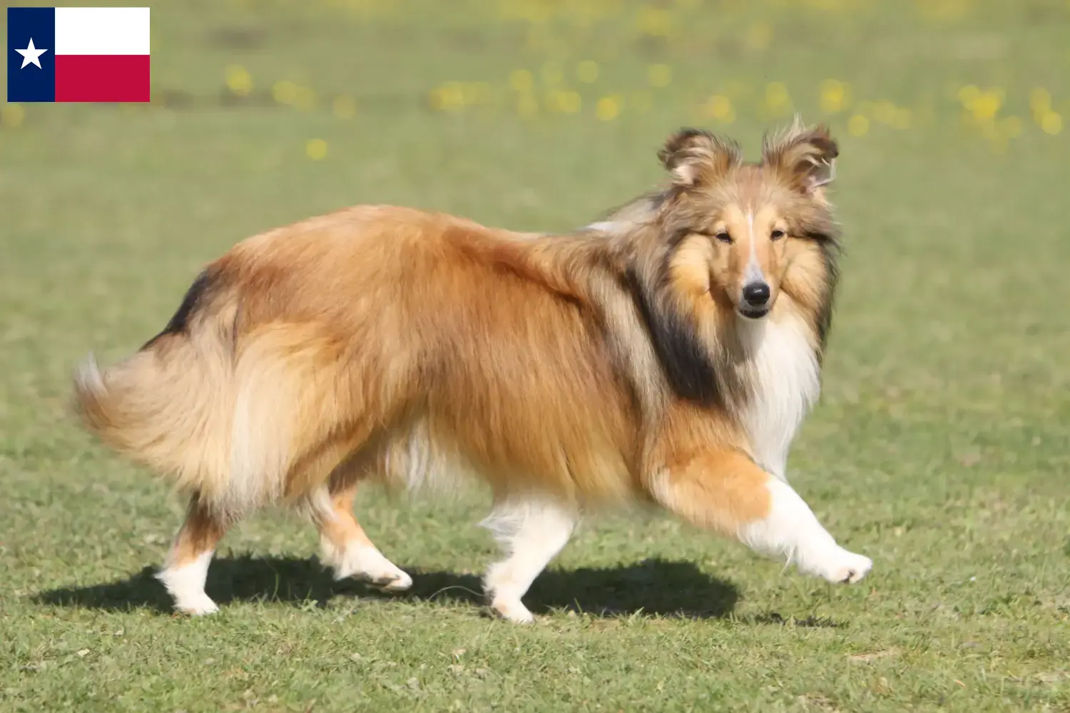 Sheltie puppies and breeders Texas Find Shelties breeders in Texas here.