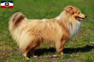 Read more about the article Sheltie breeders and puppies in Utah