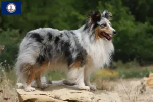 Read more about the article Sheltie breeders and puppies in Virginia