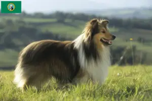 Read more about the article Sheltie breeders and puppies in Washington