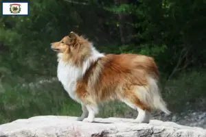 Read more about the article Sheltie breeders and puppies in West Virginia