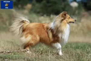 Read more about the article Sheltie breeders and puppies in Wisconsin