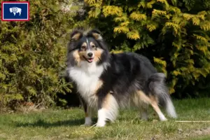 Read more about the article Sheltie breeders and puppies in Wyoming