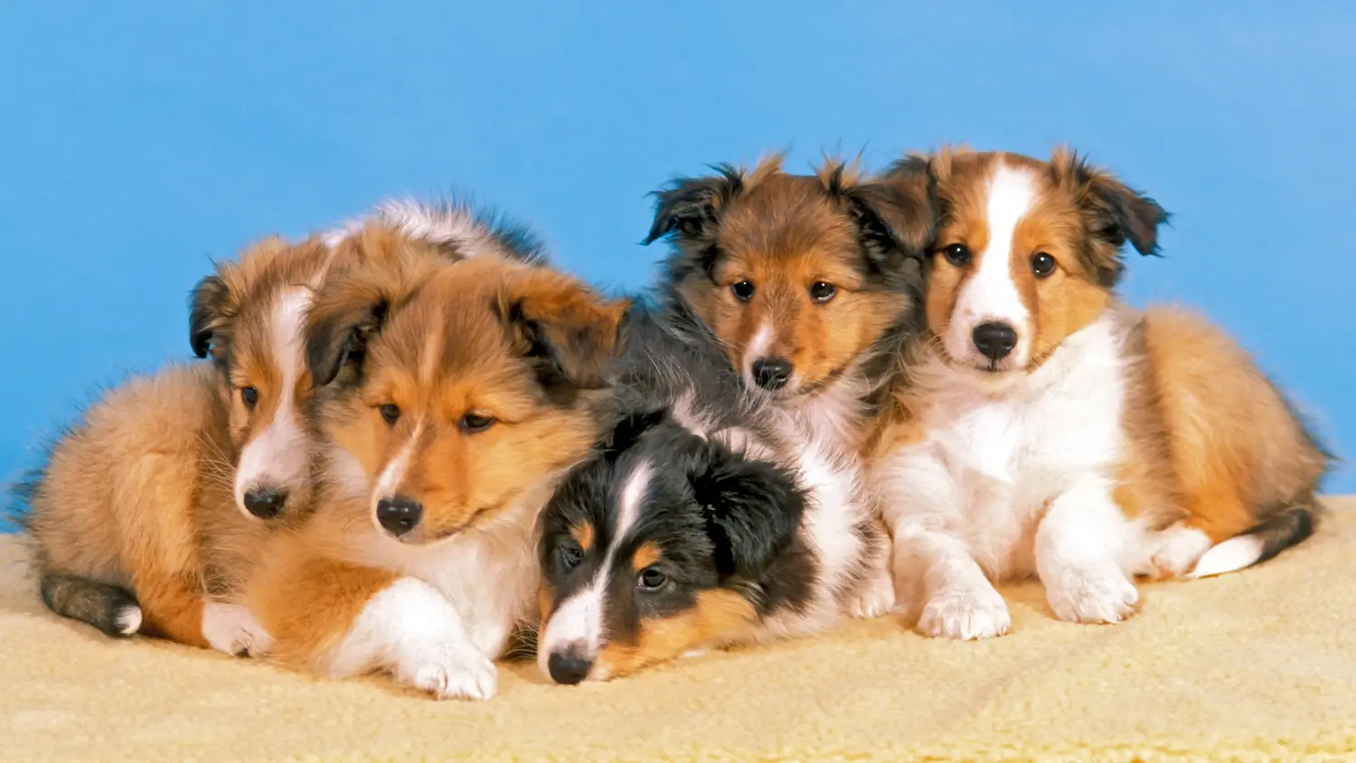 Buying a Sheltie puppy means taking responsibility! Buy Sheltie puppies.