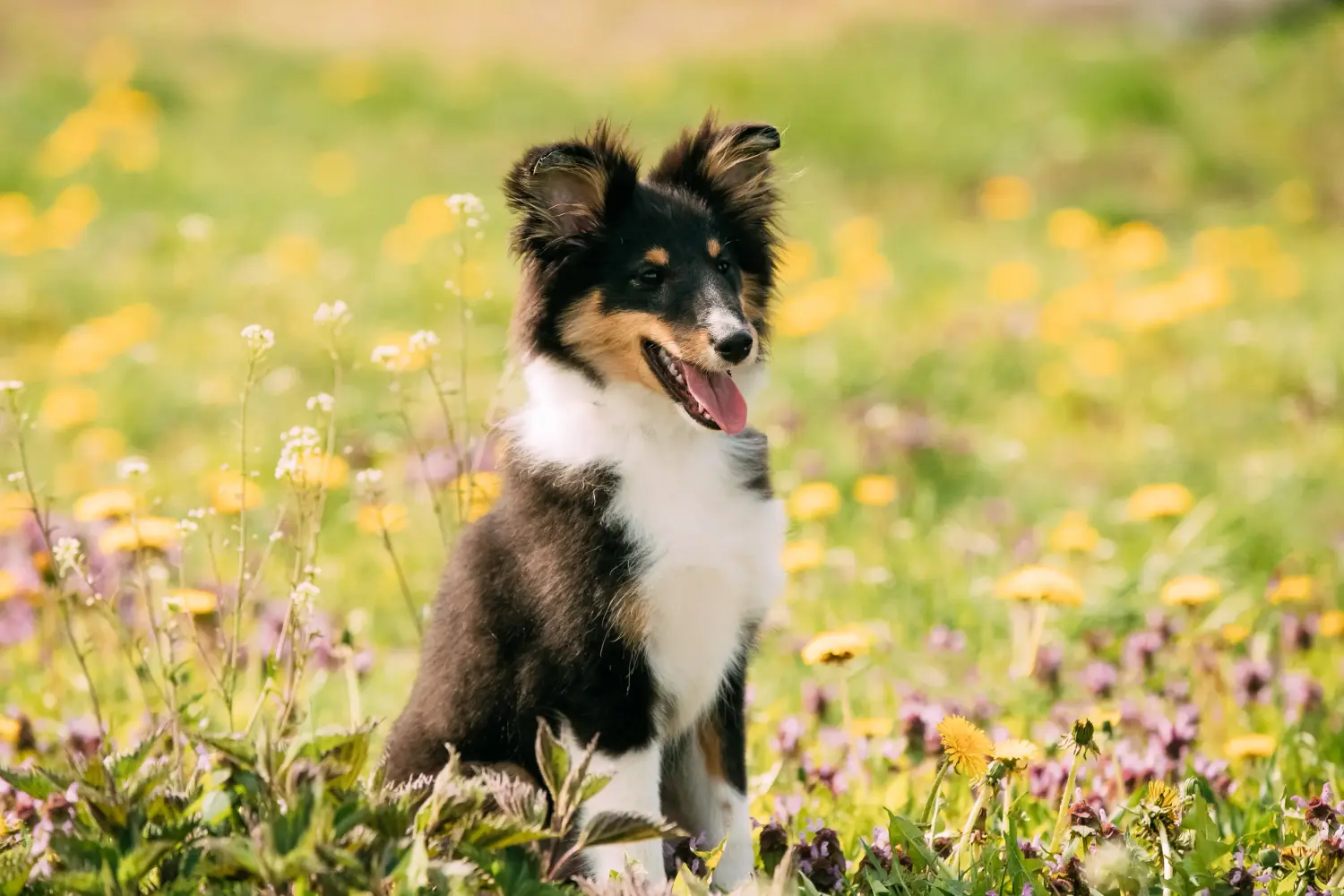 Buying a Sheltie puppy means taking responsibility! Buy Sheltie puppies.