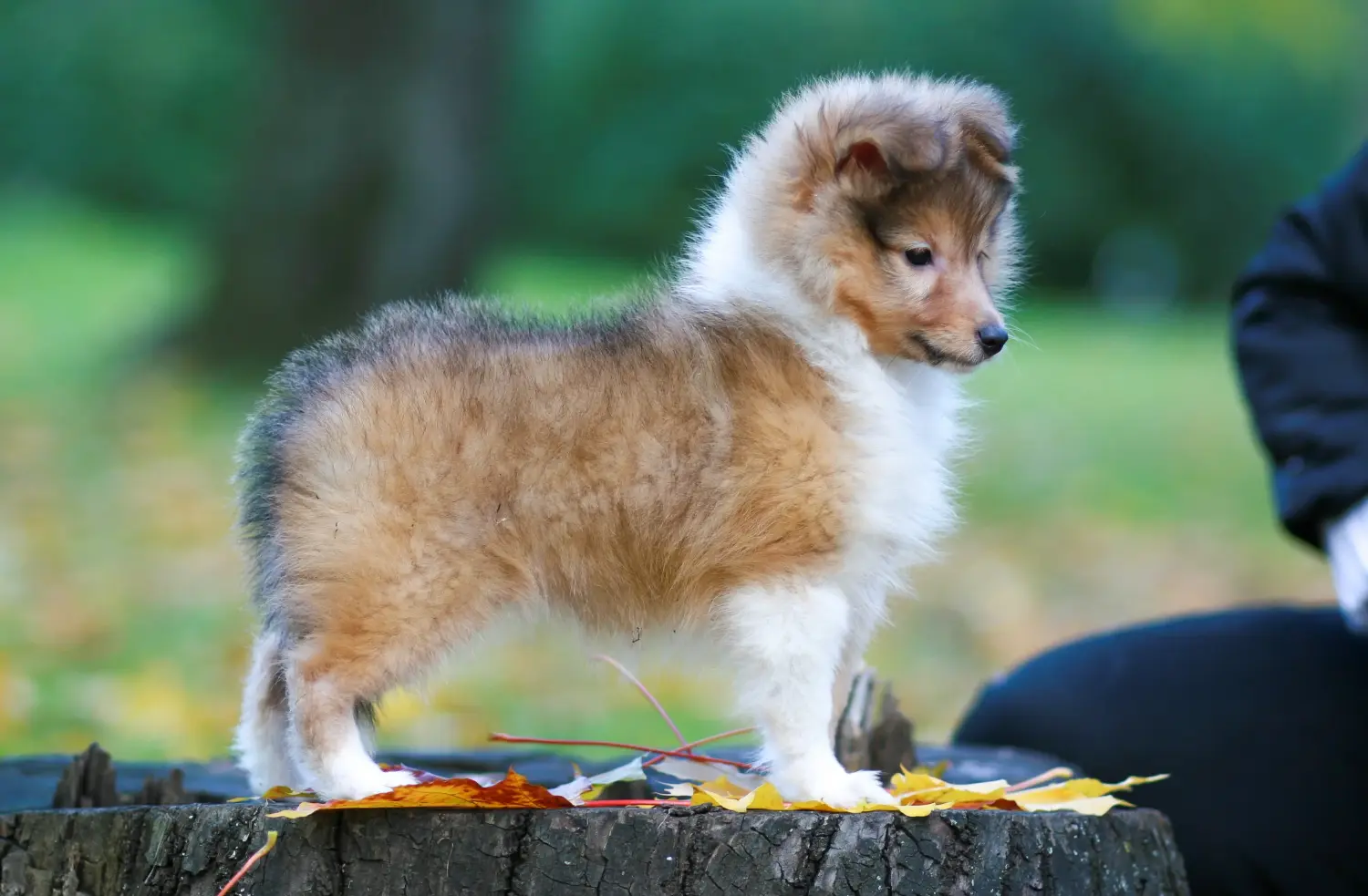 Buying a Sheltie puppy means taking responsibility! Buy Sheltie puppies.