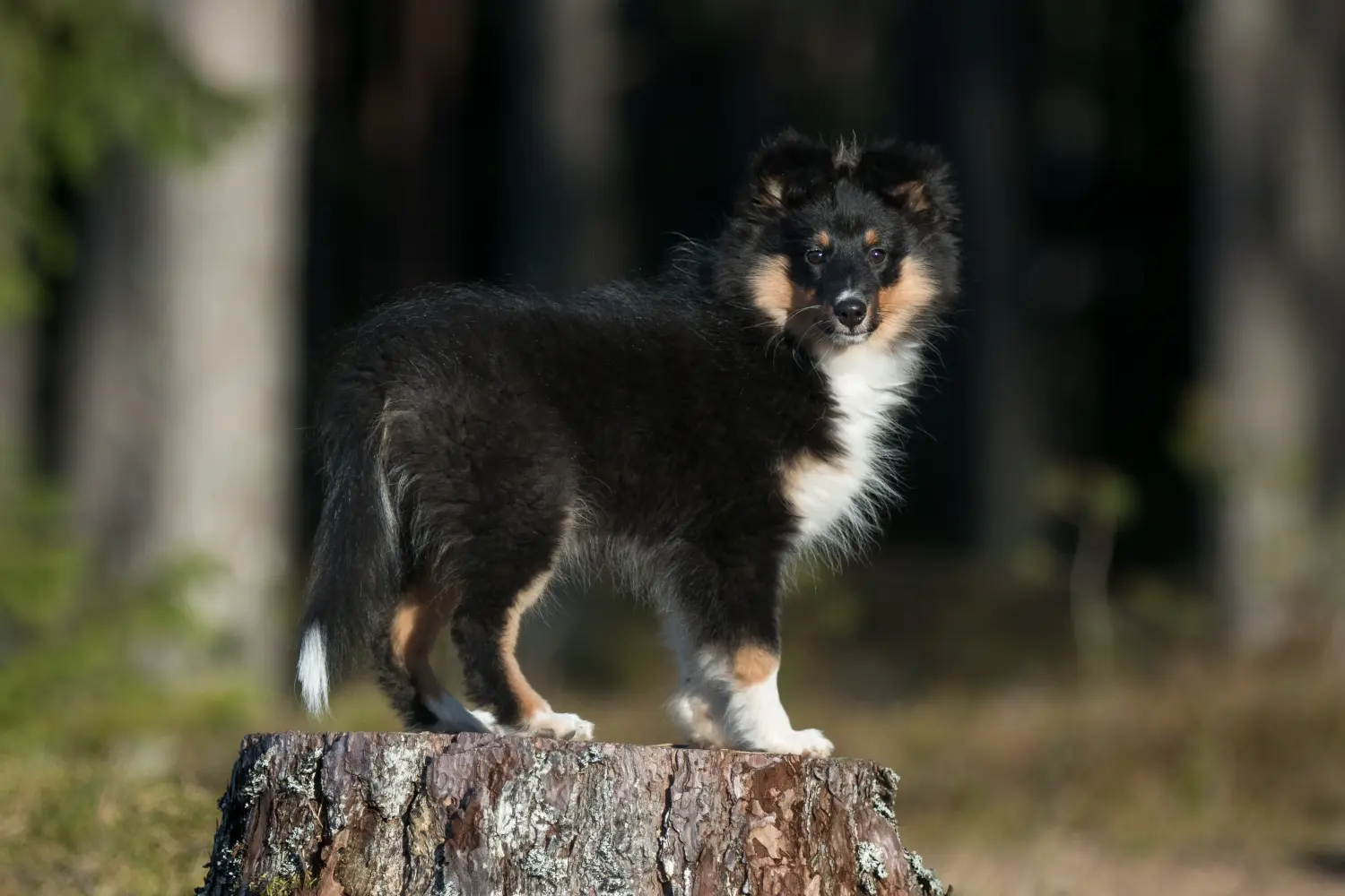 Buying a Sheltie puppy means taking responsibility! Buy Sheltie puppies.