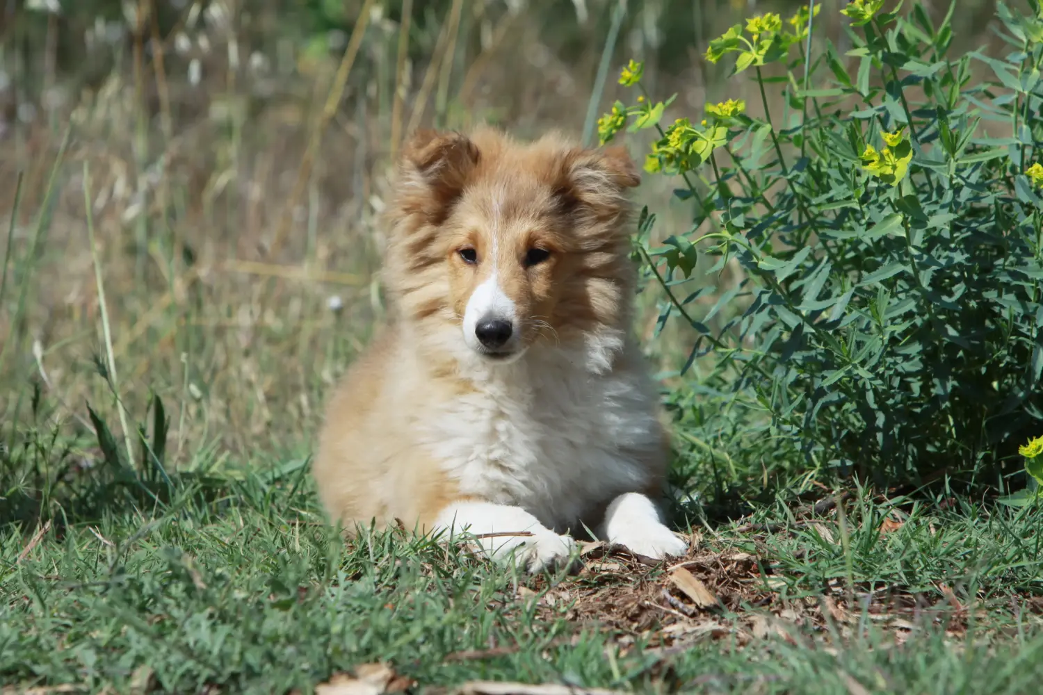 Buying a Sheltie puppy means taking responsibility! Buy Sheltie puppies.