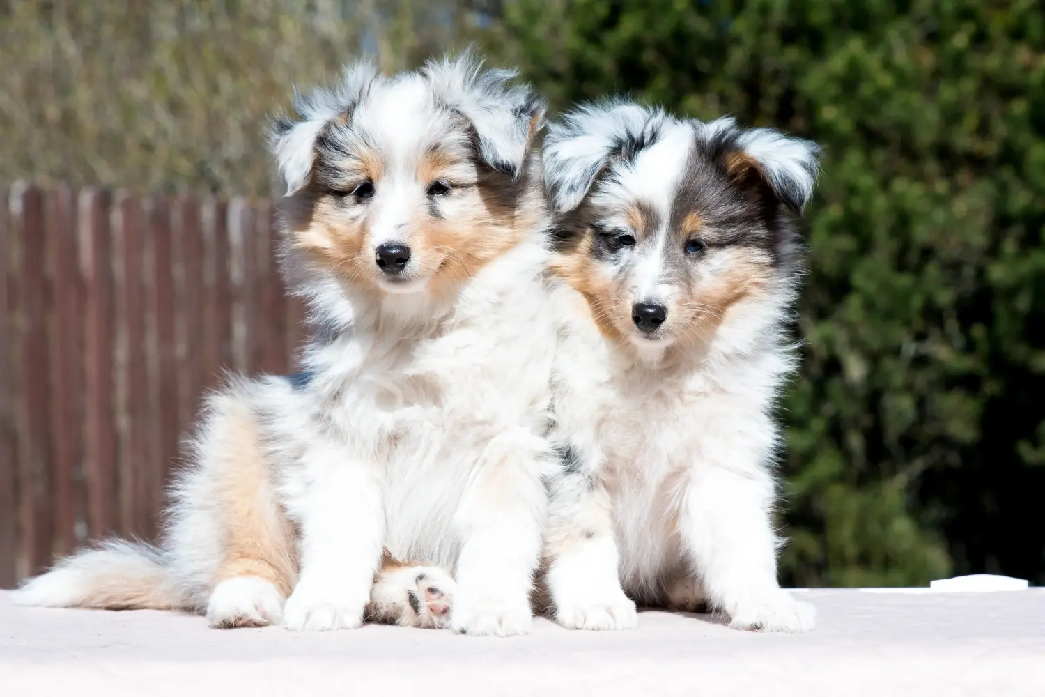 Buying a Sheltie puppy means taking responsibility! Buy Sheltie puppies.