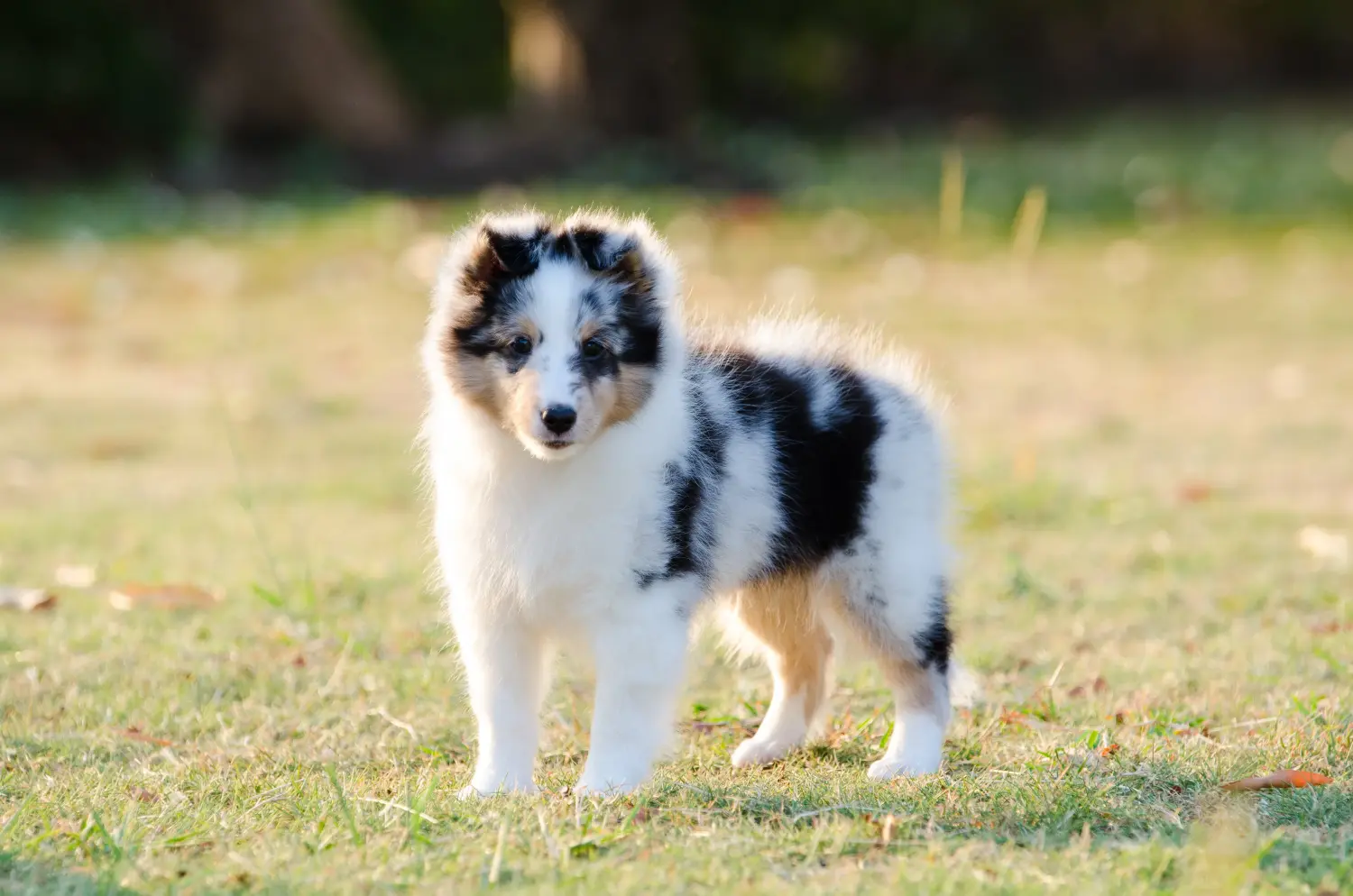 Buying a Sheltie puppy means taking responsibility! Buy Sheltie puppies.