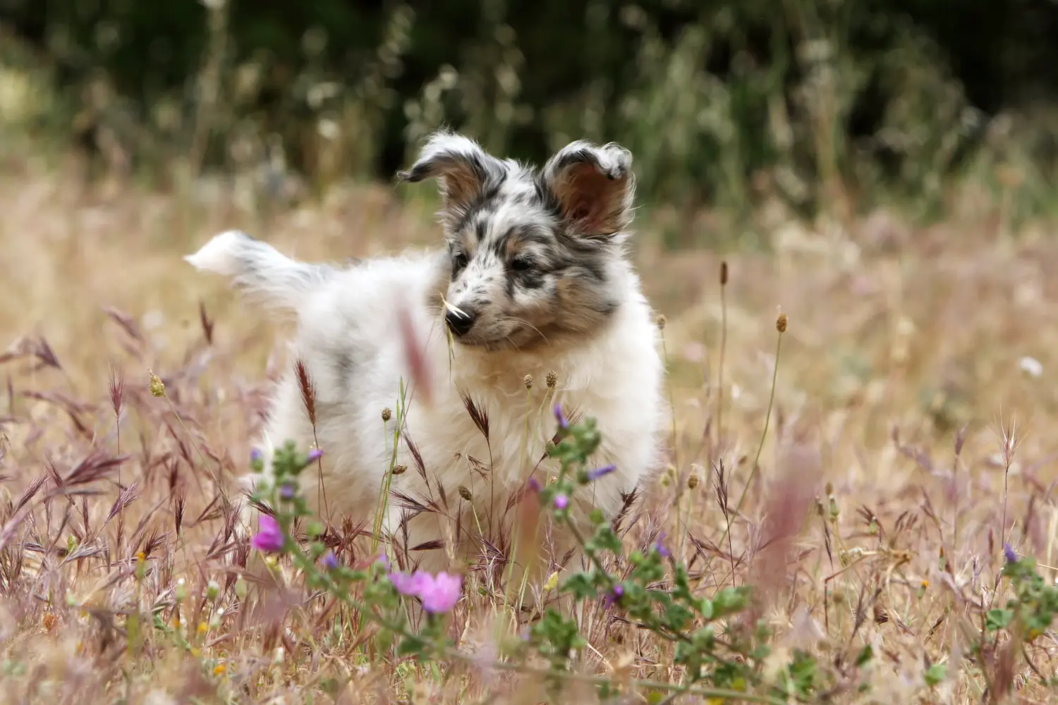 Buying a Sheltie puppy means taking responsibility! Buy Sheltie puppies.